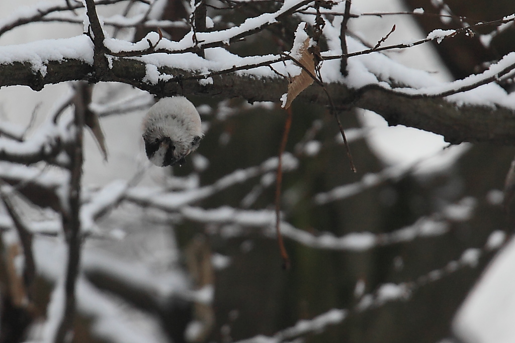 Il bosco ha gli occhi