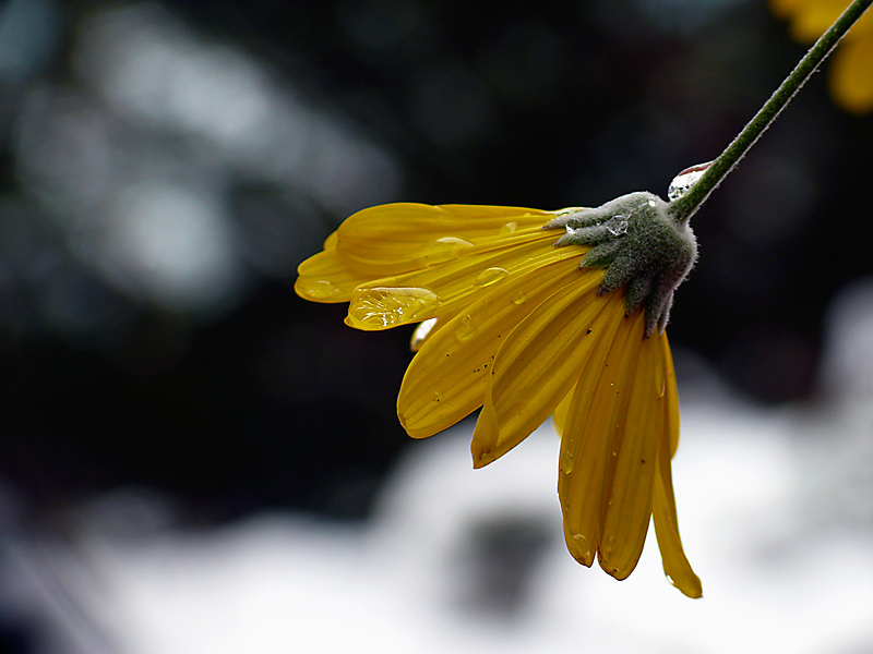 Margherita... invernale