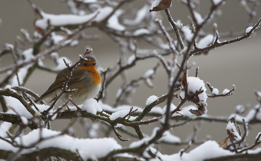 Pettirosso sulla neve