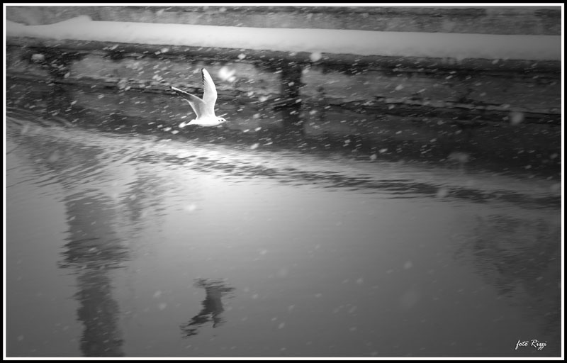 volando nella neve..