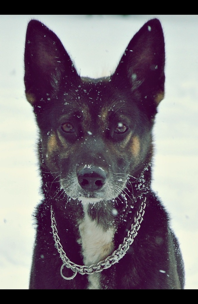 Slow Show - The National