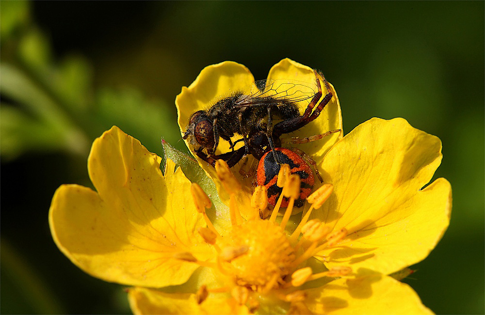 ...Chi Vince E chi Perde...!!!