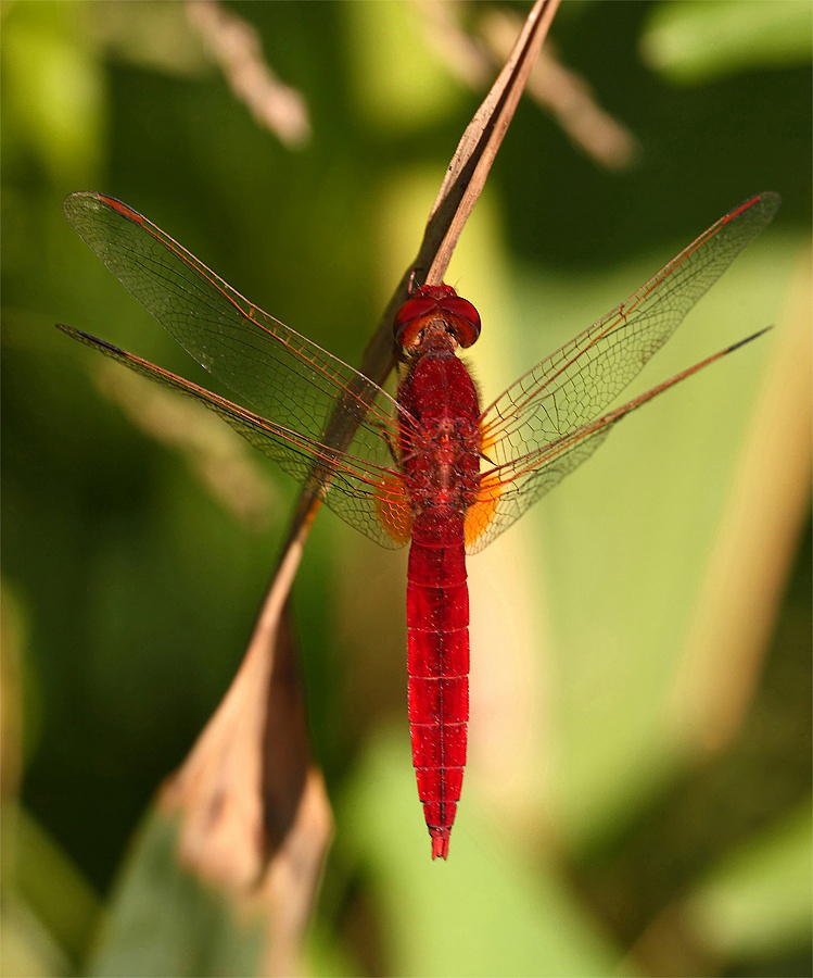 ...Tutta Rossa...!!!