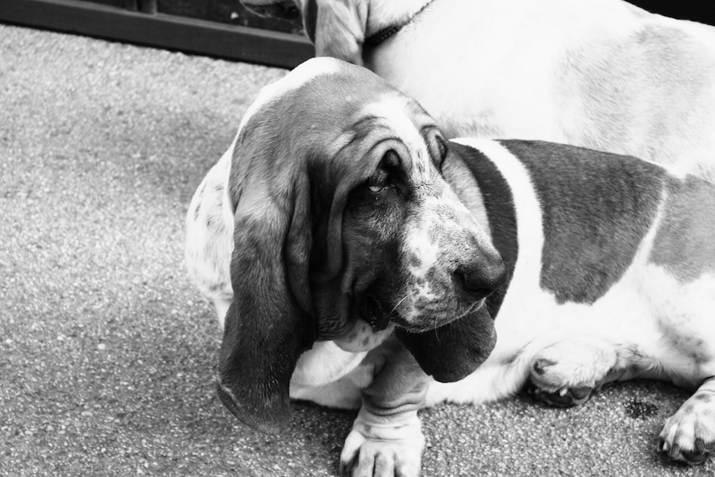 Basset Hound
