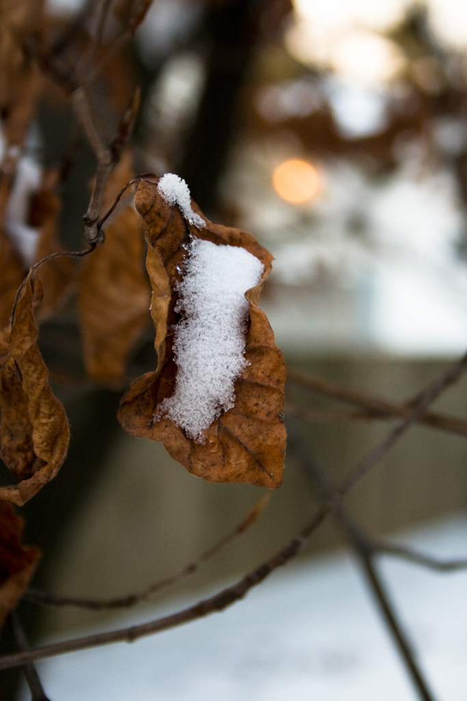 il calore della neve...