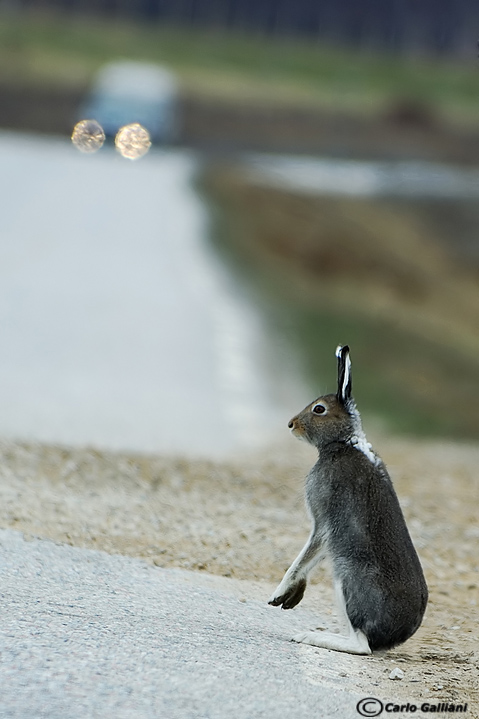 Aspettando diligentemente ad attraversare