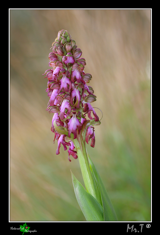 Per Augurarvi Buone Feste...