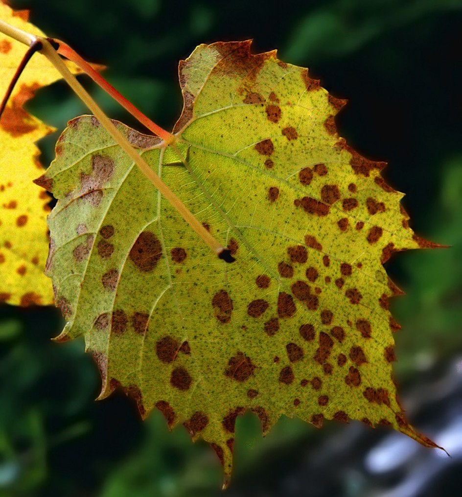impressioni d'autunno