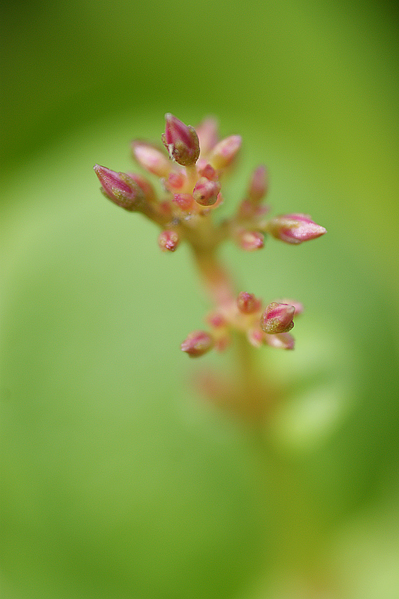 Fiorellino di pianta grassa.