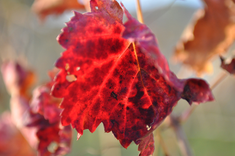 Foglia d'autunno