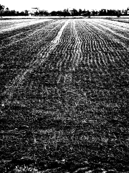 Omaggio a Mario Giacomelli