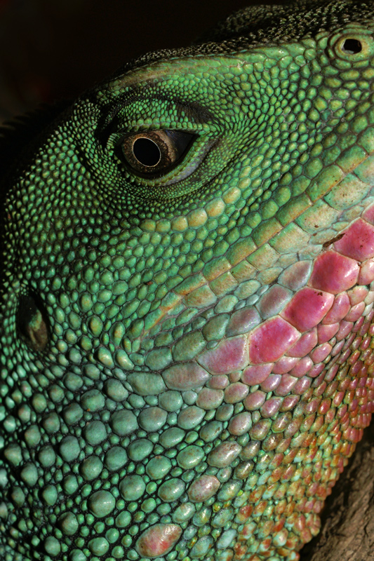 Water dragon good resolution