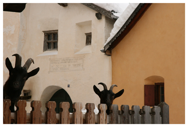 Caprette che mi guardano