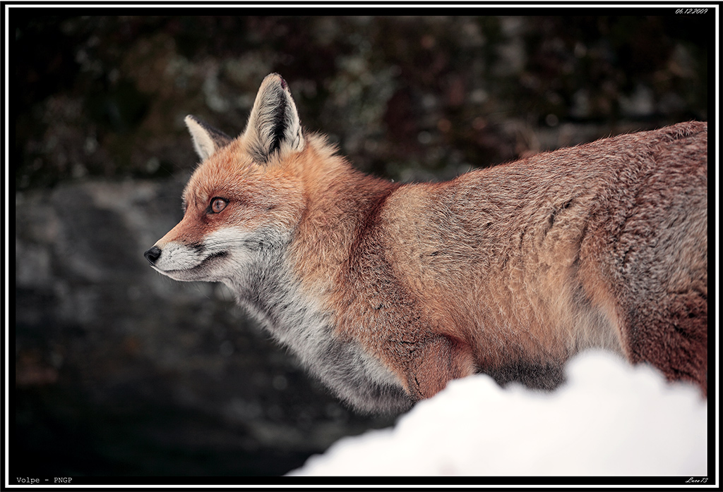 Volpe PNGP # 6
