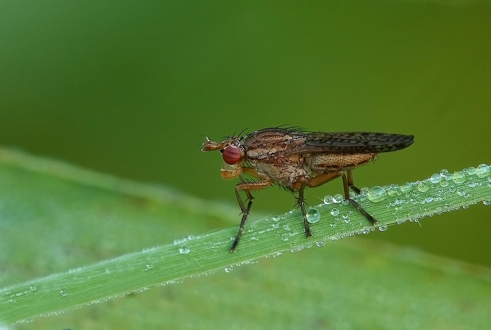 ...Tra La Rugiada...!!!