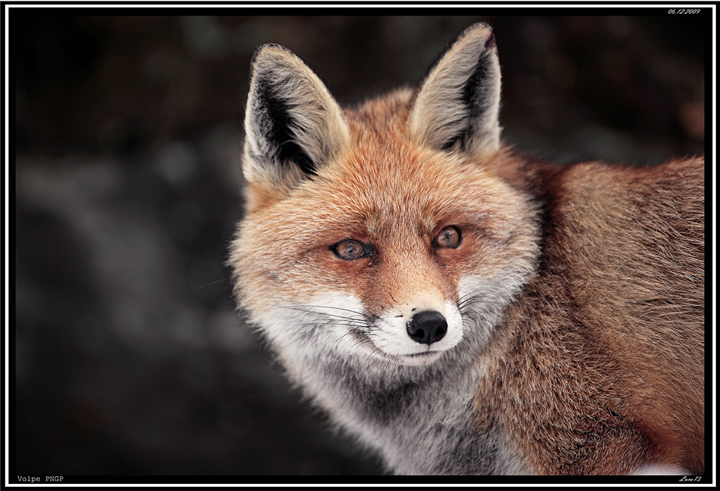 Volpe PNGP # 7