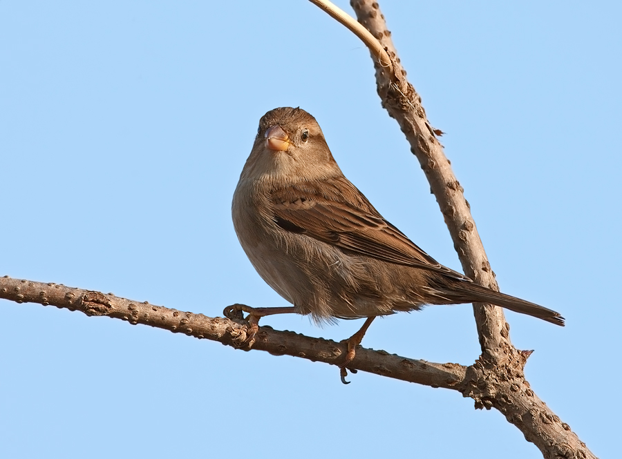 Augurando a tutti gli amici del Forum un felicissimo 2010!