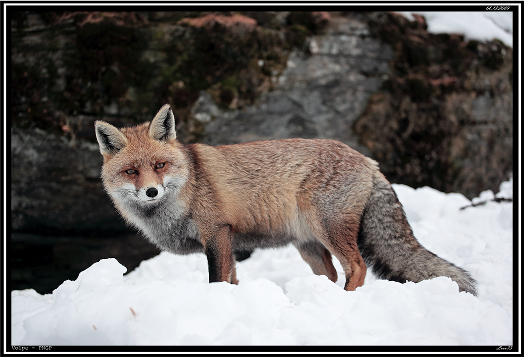 Volpe PNGP # 8