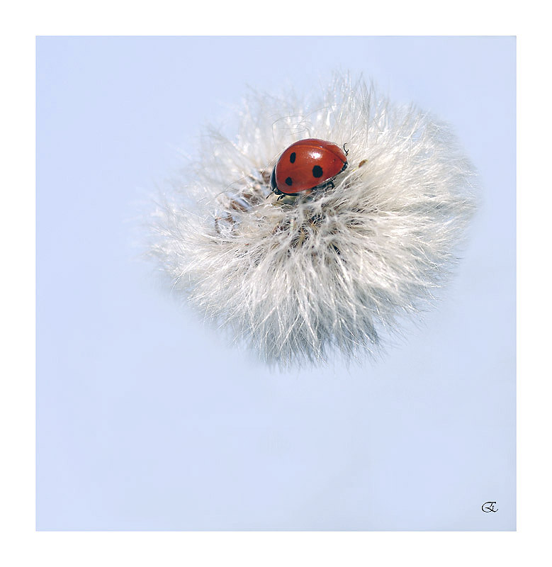 In bal�a del vento