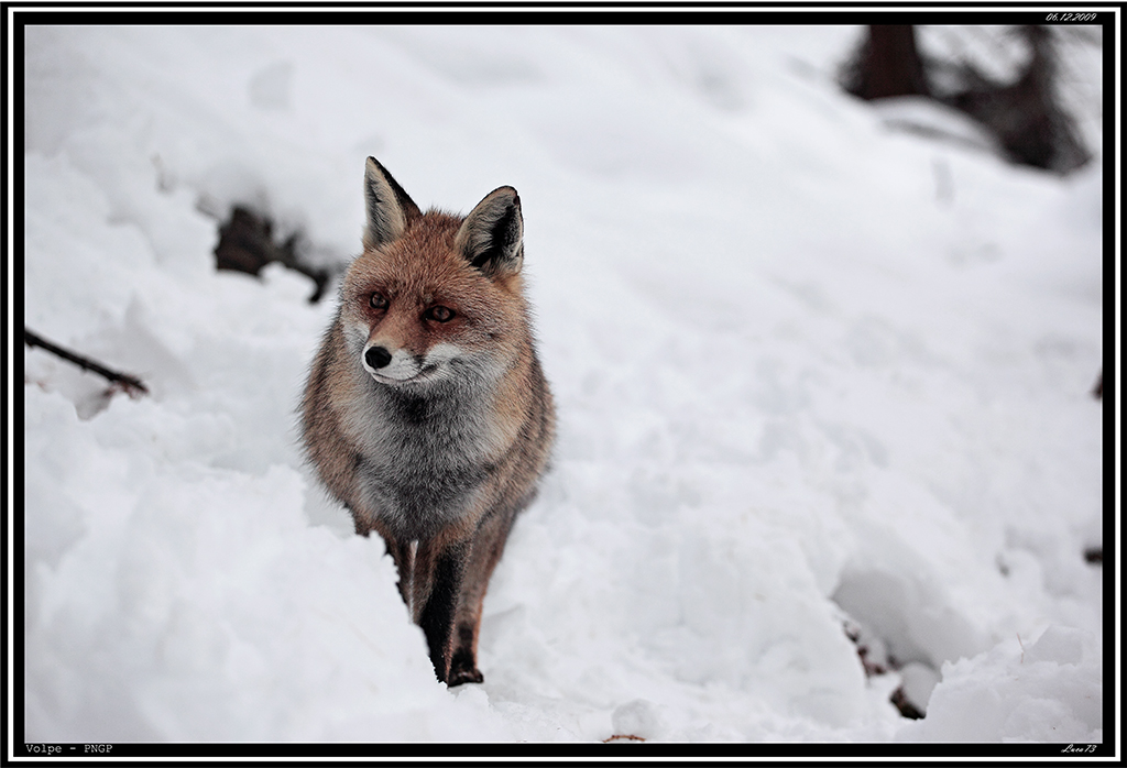 Volpe PNGP # 10