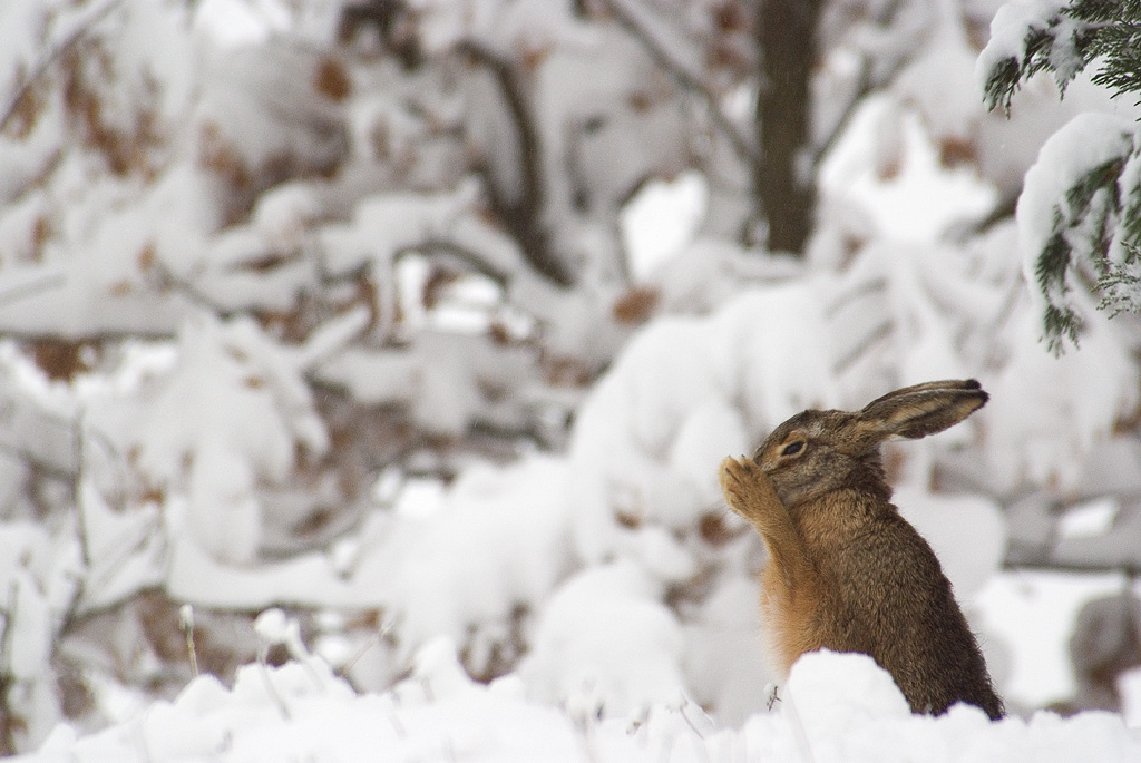 Grattatina mattutina