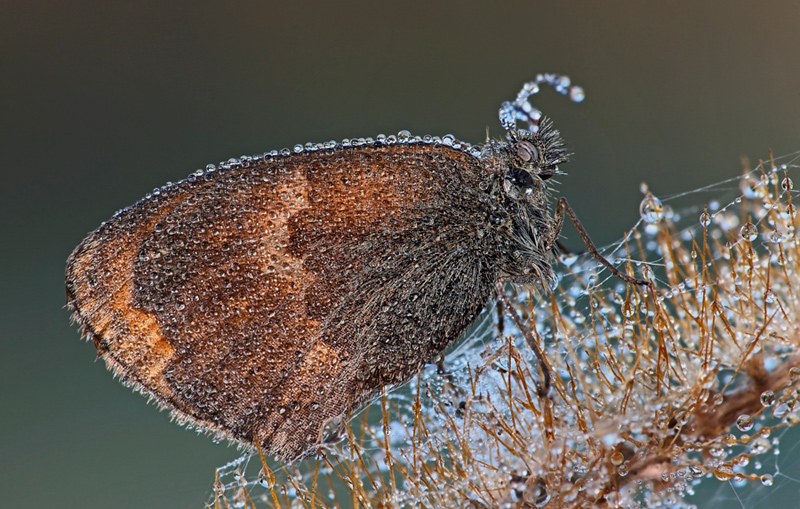 Coenonympha