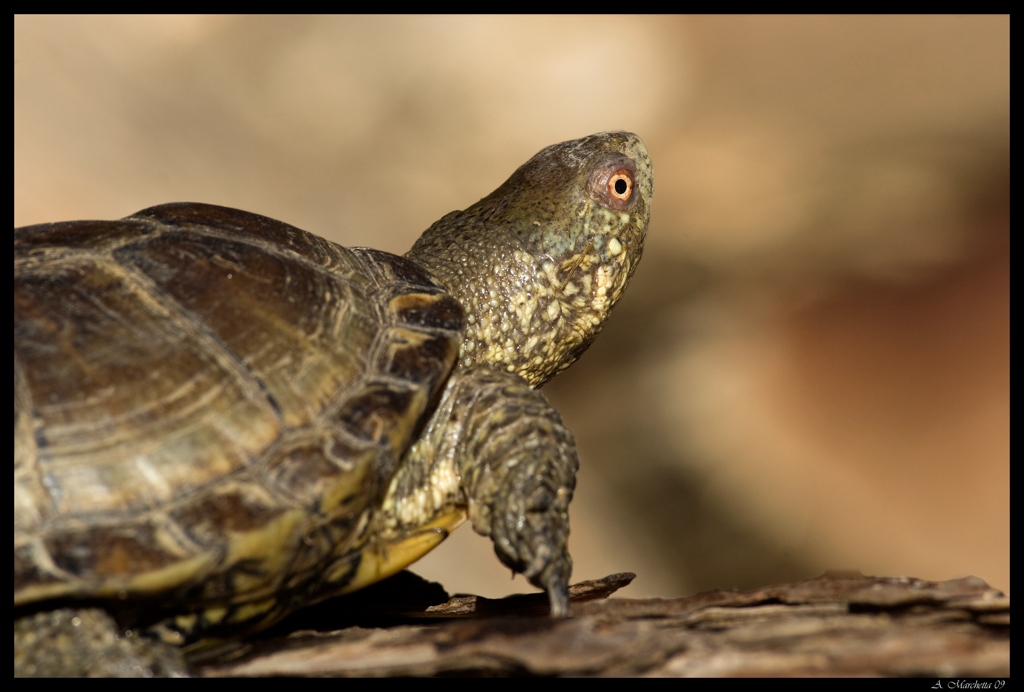 Emys orbicularis si crogiola al sole