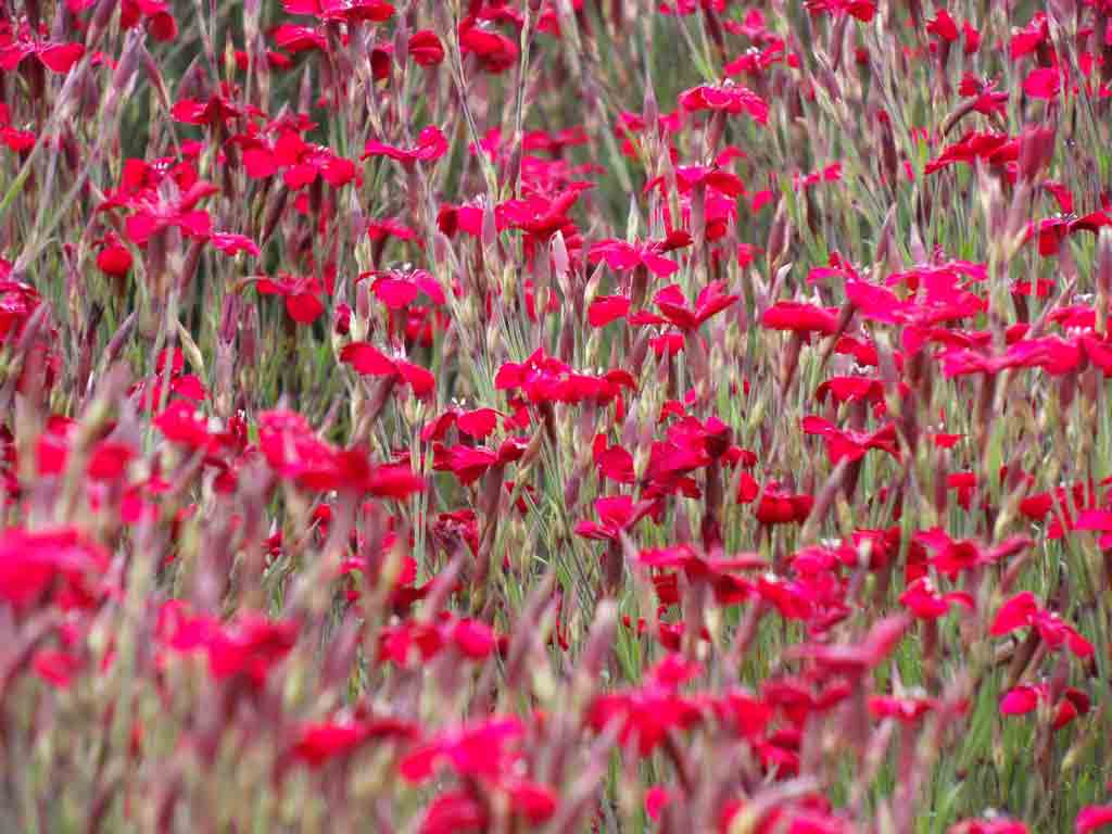 PATTERN DI FIORI ROSSI