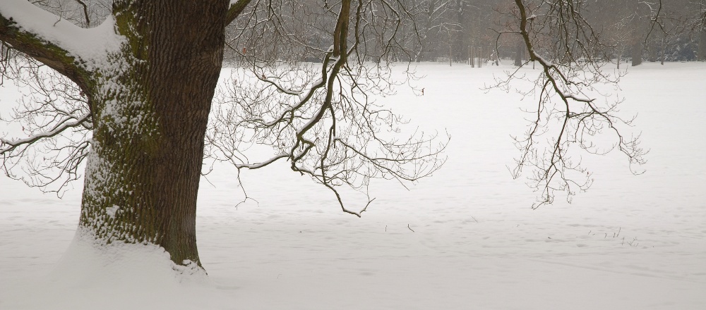Neve al parco