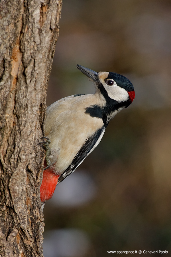 Maschio Rosso Maggiore