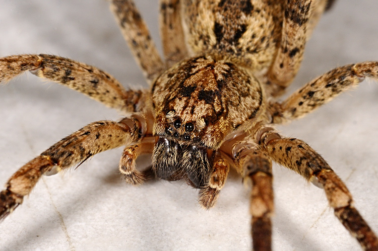 Un insolito inquilino