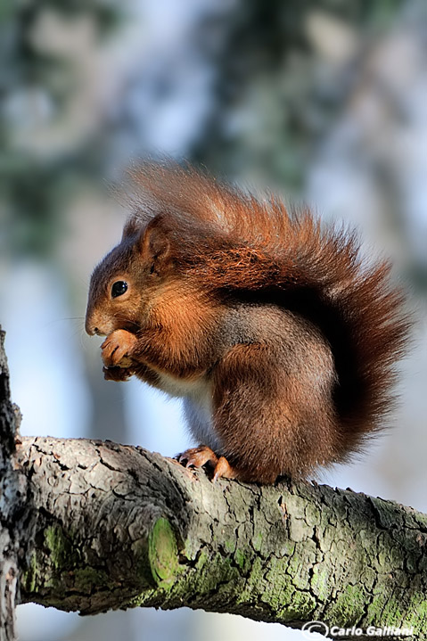 Scoiattolino #2