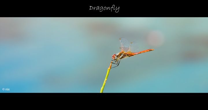 dragonfly