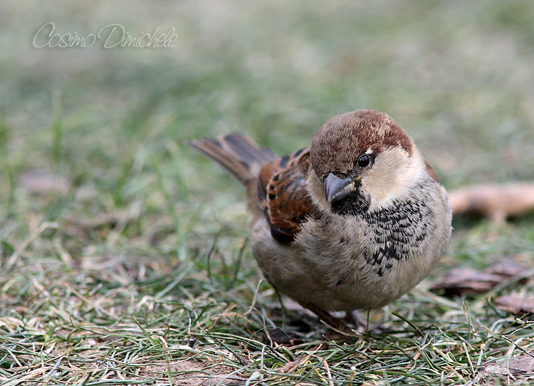 Passera Oltremontana