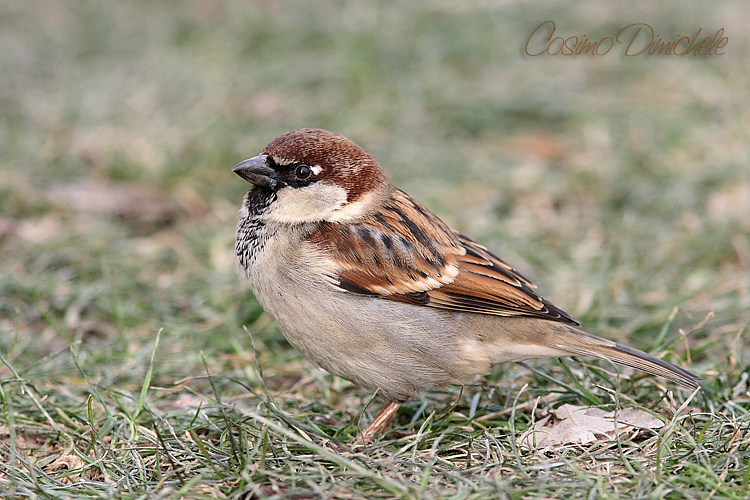 Passera Oltremontana o d'italia?