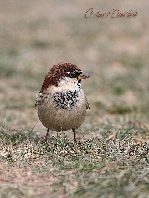 Passera Oltremontana