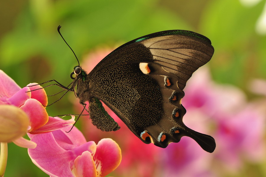 papilio palinurus