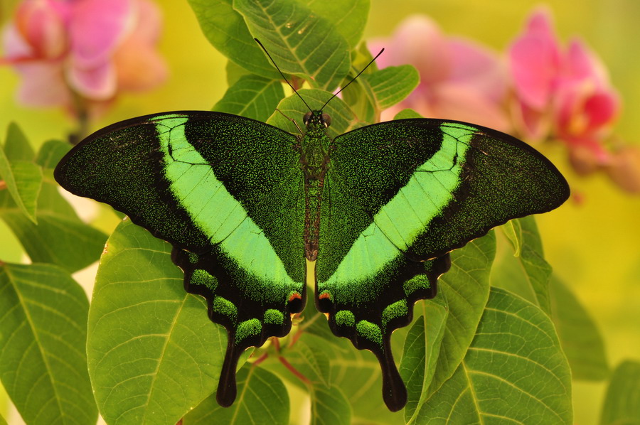 papilio palinurus 2