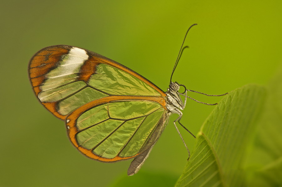 greta oto con riflesso