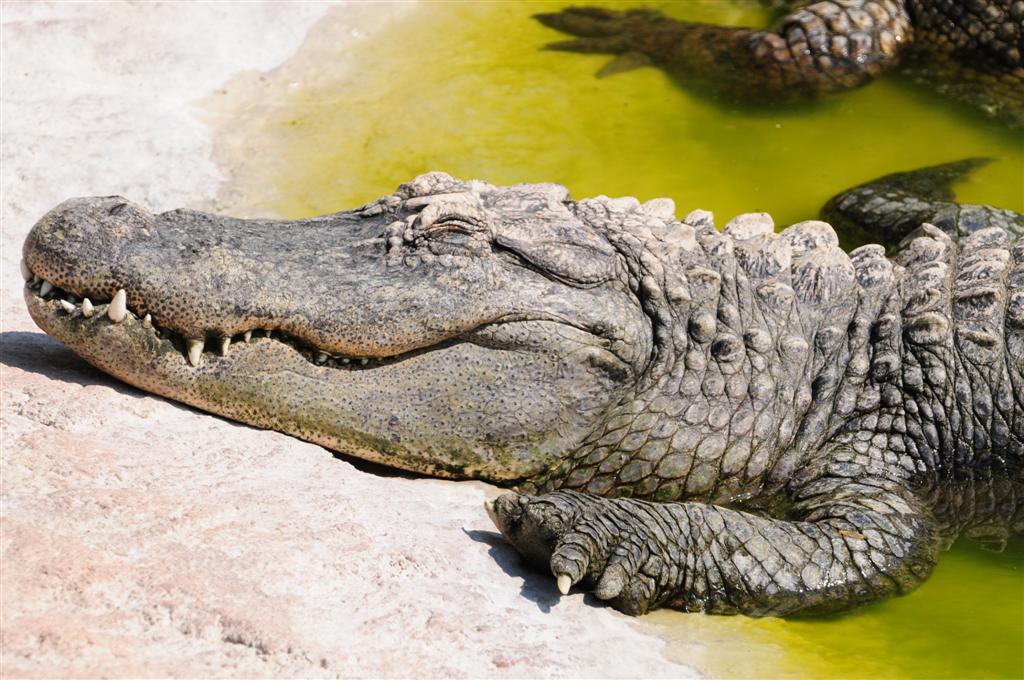 coccodrillo