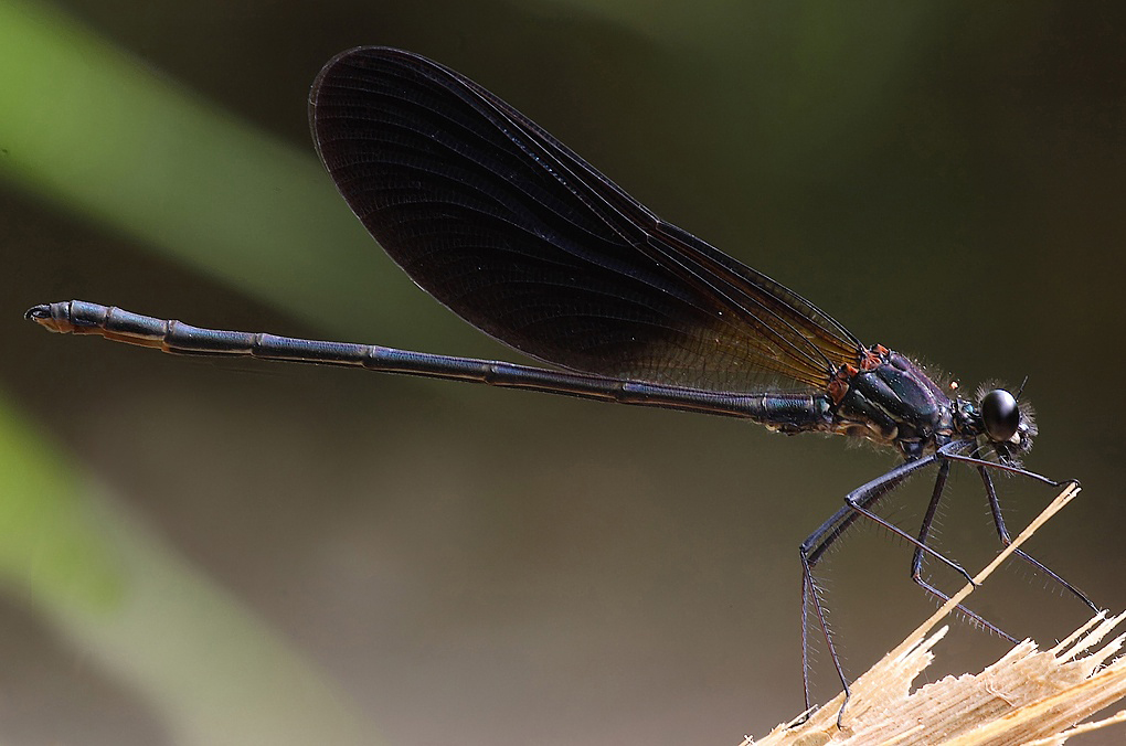 ...Nostalgia Bis...!!!