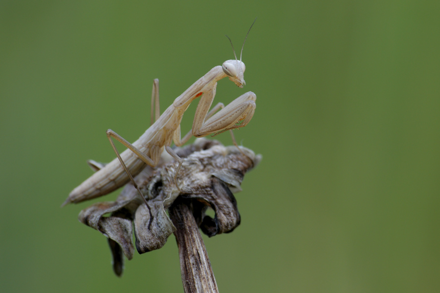 l'alieno... irrequieto