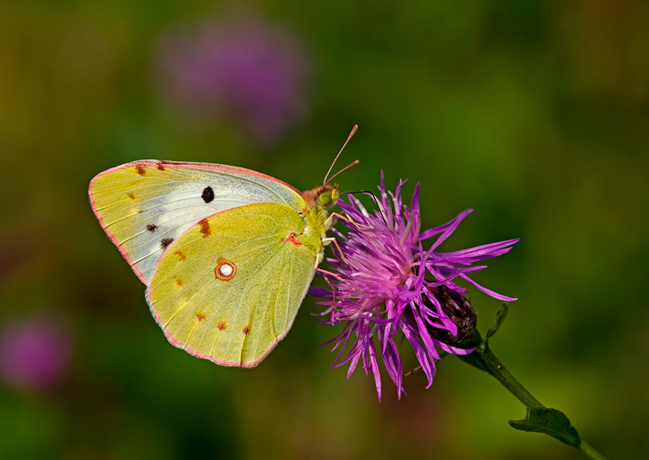 Colias crocea