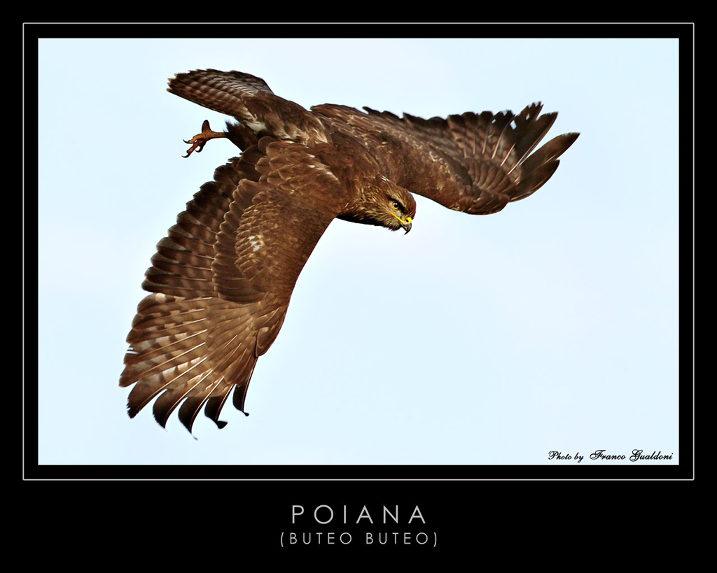 Poiana