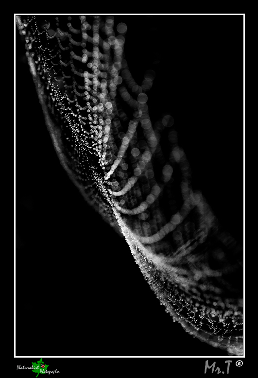 *** jewel ***