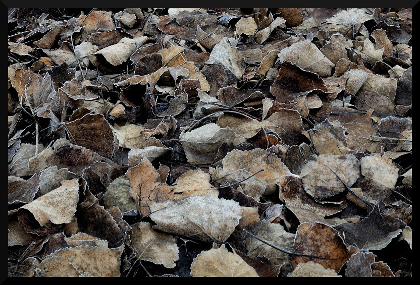 Foglie in background