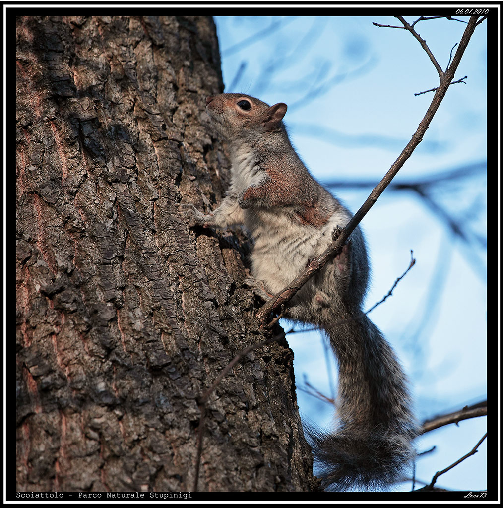 Scoiattolo # 2