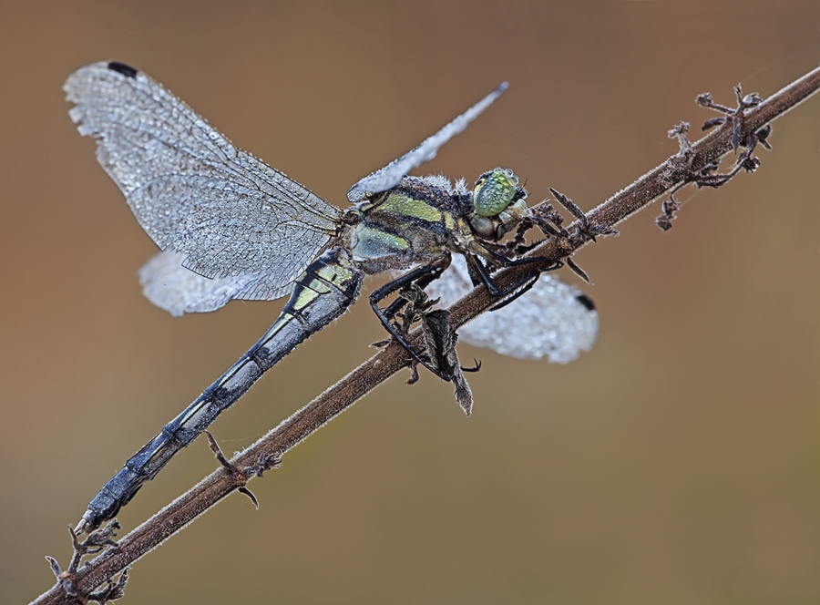 Orthetrum
