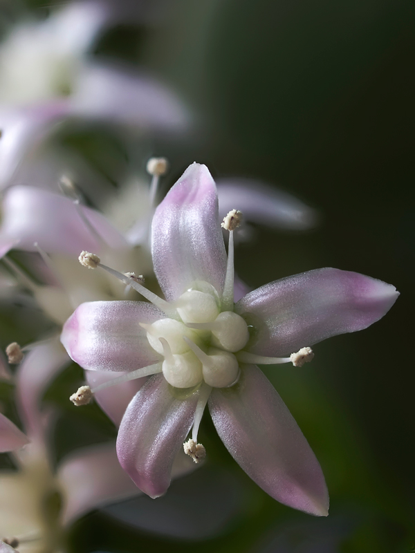 fiorellino invernale di pianta grassa