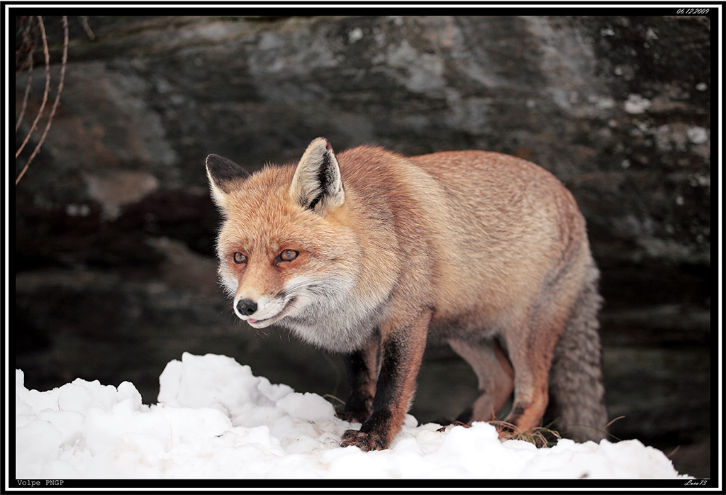 Volpe PNGP # 16
